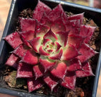 Echeveria succulent rosette in soil, deep red pointed leaves with pale green center