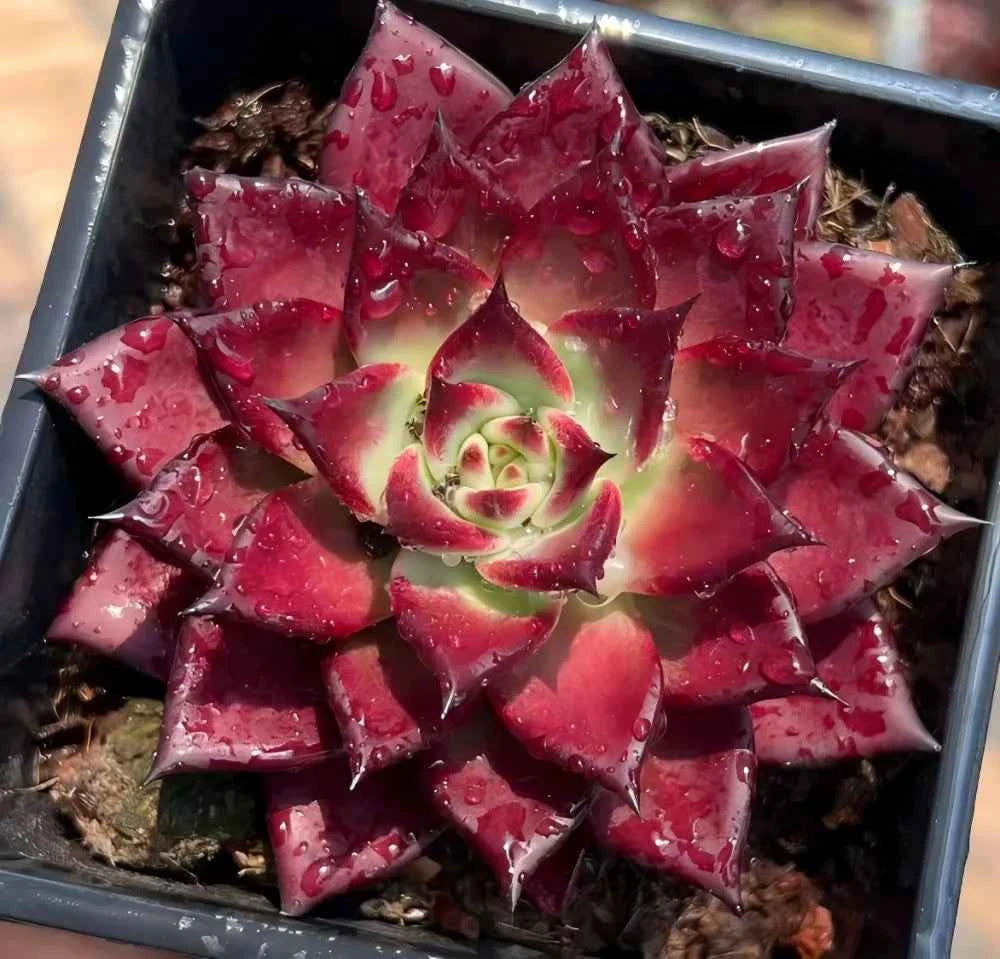 Echeveria succulent rosette in soil, deep red pointed leaves with pale green center