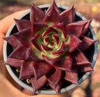 Echeveria Roca succulent rosette with maroon pointed leaves and green-red center