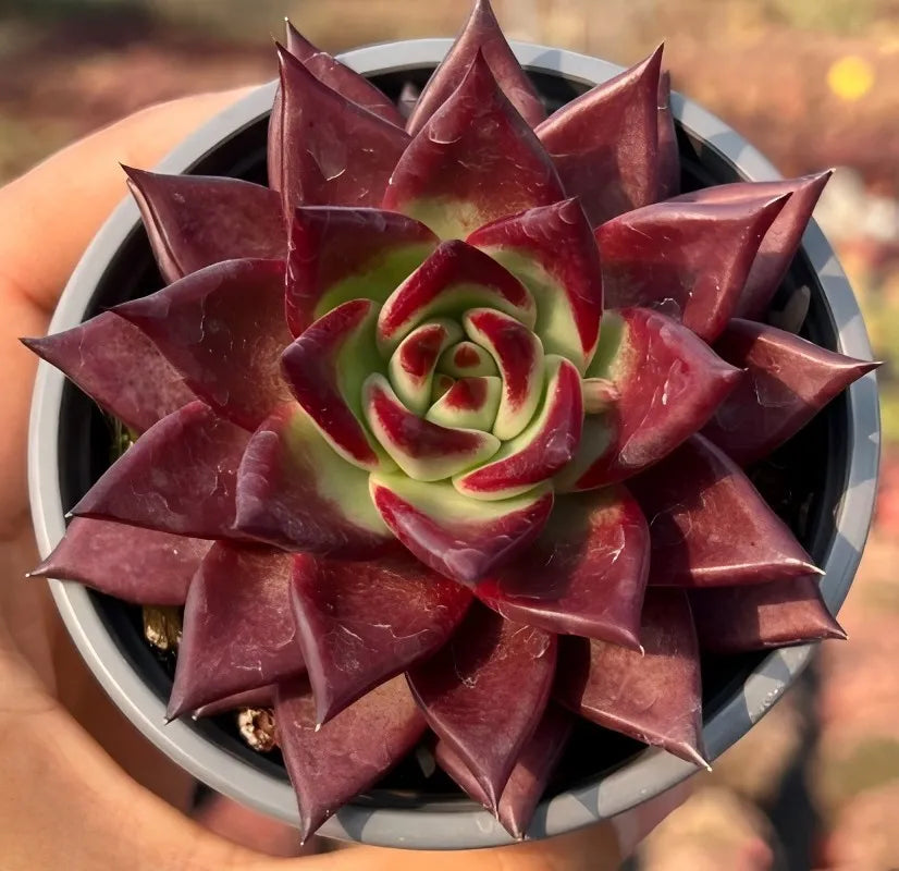 Echeveria Roca succulent rosette with maroon pointed leaves and green-red center