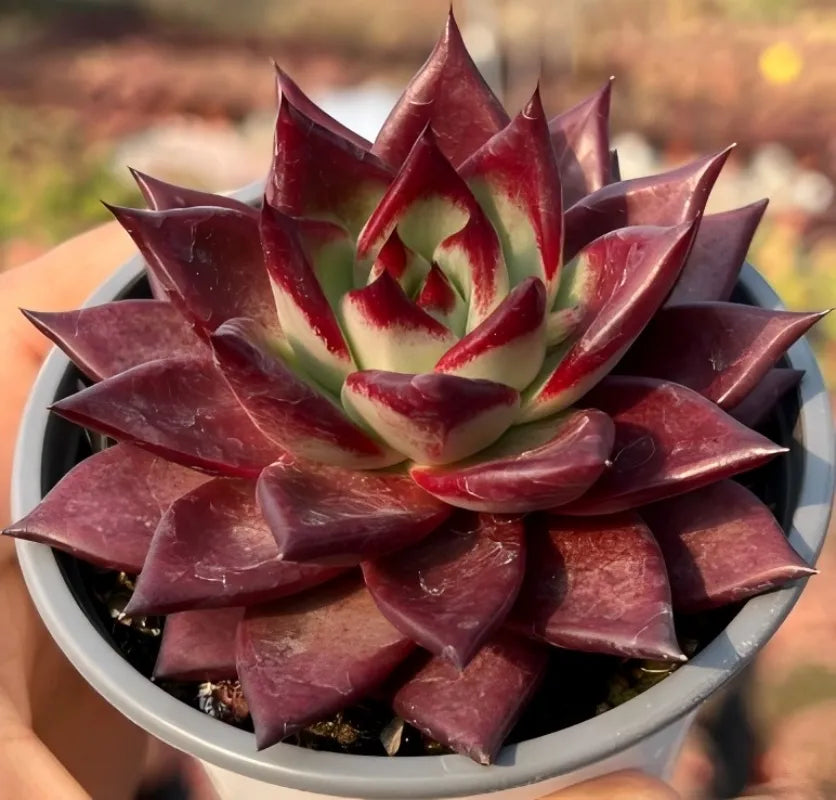 Maroon rosette succulent with pale green leaves and red tips