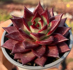 Maroon rosette succulent with pale green leaves and red tips