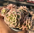 Succulent echeveria rosettes in dark pot, pale peach and green leaves