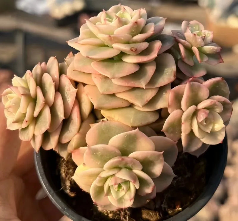 Succulent echeveria cluster in dark pot, pale peach and green rosette leaves