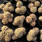 Succulent echeveria plants in dark pots, pale peach rosette plants