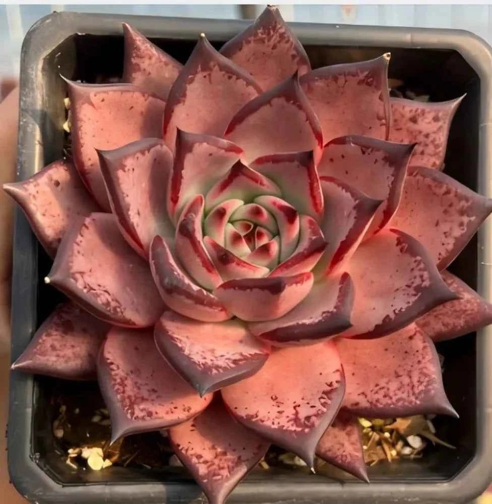 Echeveria Romeo succulent in a square tray, pink rosette with darker speckles