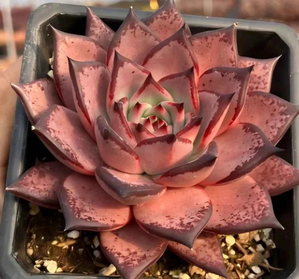 Echeveria Romeo succulent, close-up pink rosette with red-edged leaves in tray