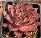 Echeveria Romeo succulent, close-up pink rosette with red-edged leaves in tray