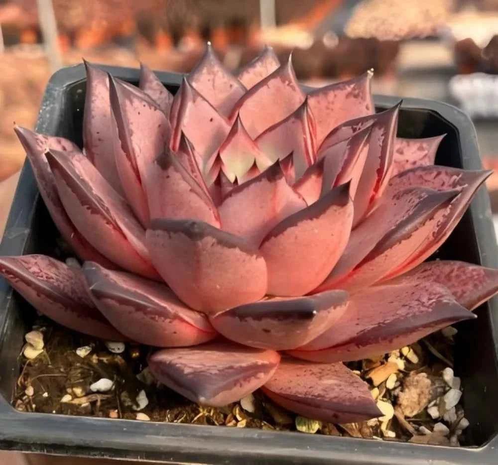 Echeveria Romeo succulent in tray, wide pink rosette with pointed leaves and speckling