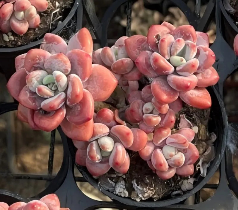 Pink rosette Echeveria succulents in black pot, with pale green centers