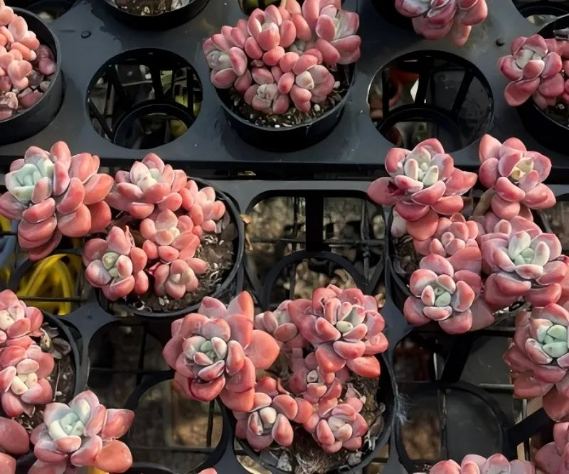 Assorted pink Echeveria rosettes in multiple black pots, pale green centers