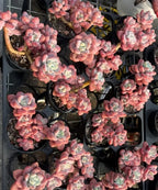 Group of pink Echeveria rosette succulents in black tray pots, green centers