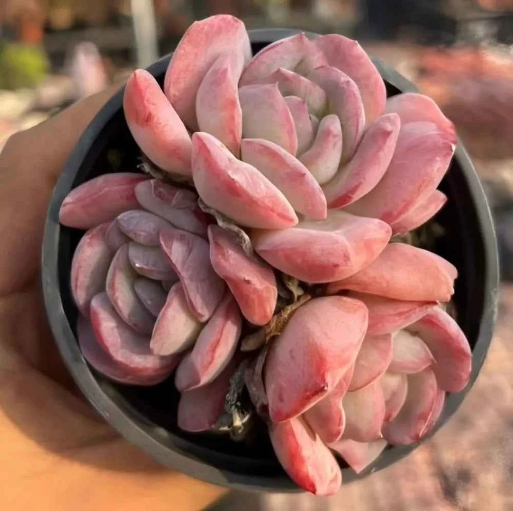 Pink and lavender succulent rosette cluster in a round pot