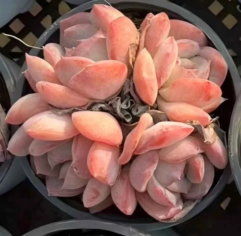 Peach and pink succulent rosette cluster in a round black pot