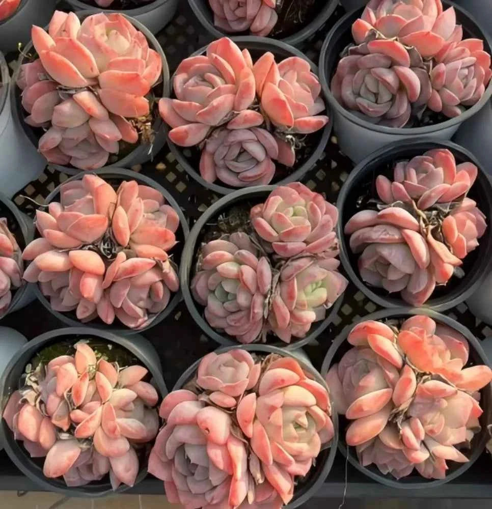 Assorted succulent rosette plants in small round pots, peach and pink