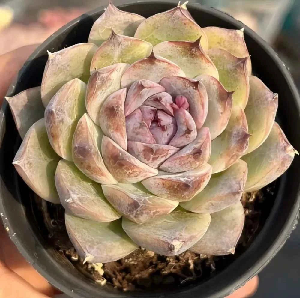 Echeveria succulent rosette in a pot, pale green and dusty pink layered leaves