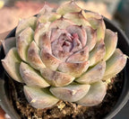 Echeveria succulent rosette in a pot, pale green leaves with pink-purple tips