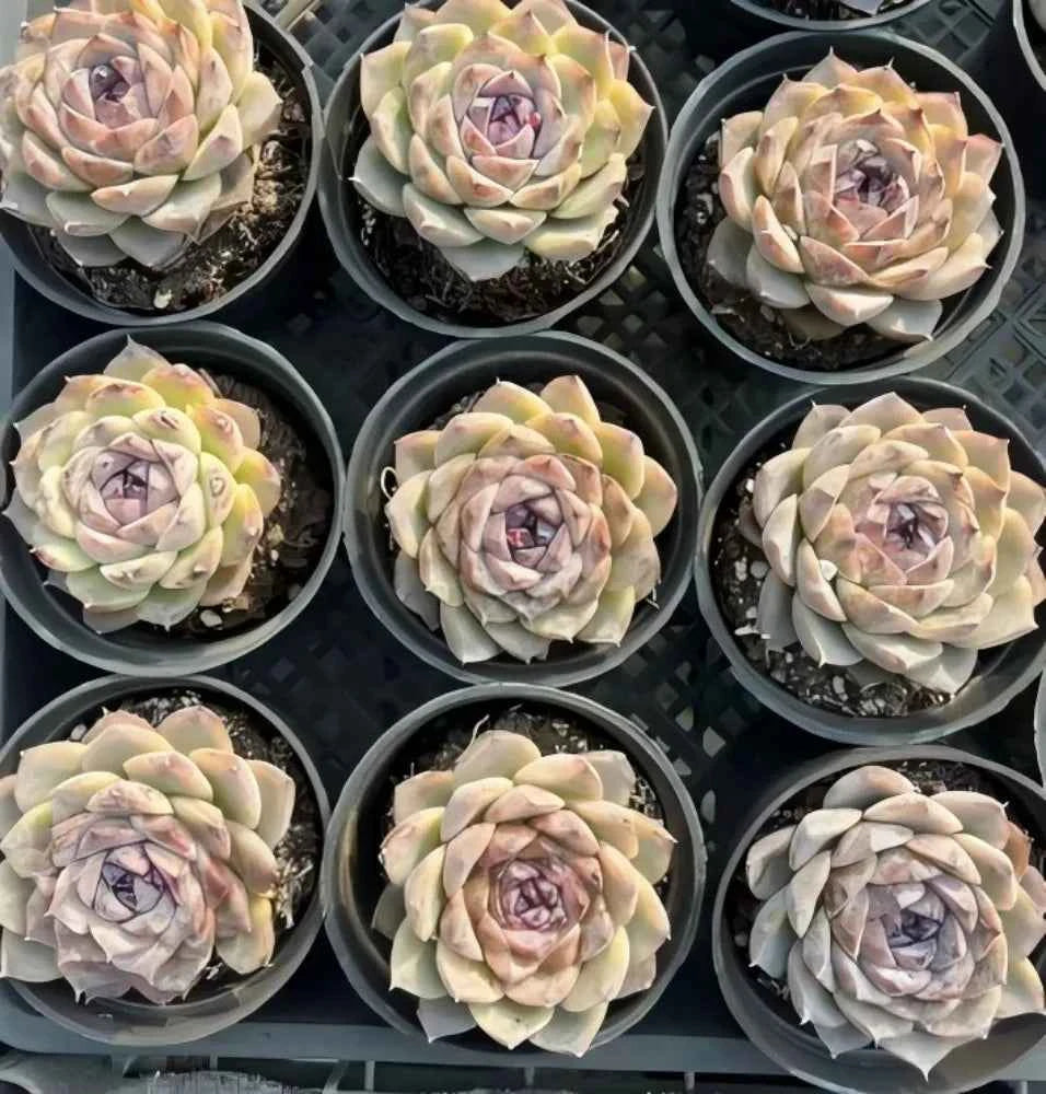 Echeveria succulent rosette plants in small pots, pale green with dusty pink centers