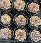Echeveria succulent rosette plants in small pots, pale green with dusty pink centers
