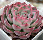 Echeveria Silhouette succulent rosette in white planter, green leaves with pink tips