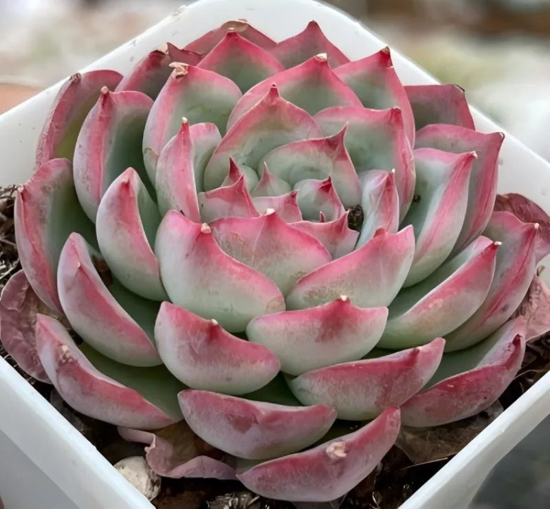 Echeveria Silhouette succulent rosette in white planter, green leaves with pink tips