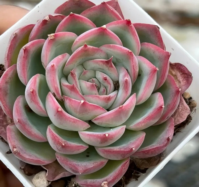 Echeveria Silhouette succulent rosette in white planter, layered green leaves with pink edging
