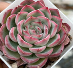 Echeveria Silhouette succulent rosette in white planter, layered green leaves with pink edging