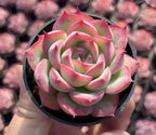 Echeveria Silhouette succulent rosette in black pot, pale green leaves with magenta tips