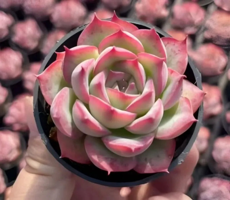 Echeveria Silhouette succulent rosette in black pot, pale green leaves with magenta tips