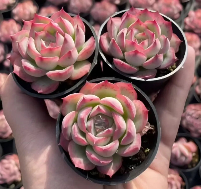 Echeveria Silhouette succulents in three black pots, green rosettes with pink edges
