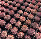 Echeveria Silhouette succulents in multiple black pots, green rosettes with pink tips