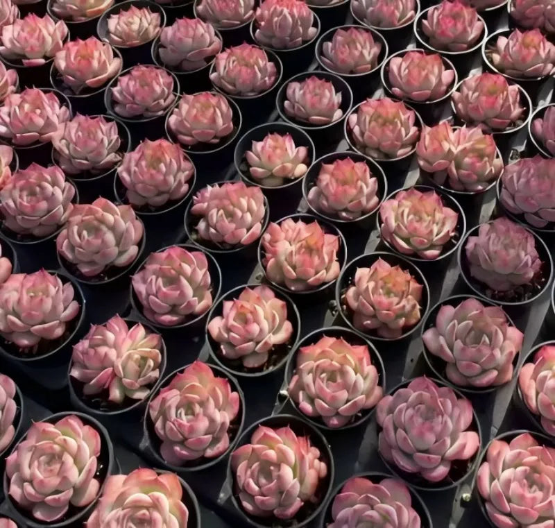 Echeveria Silhouette succulents in multiple black pots, green rosettes with pink tips