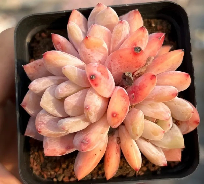 Echeveria succulent cluster with peach and cream rosette leaves in a tray
