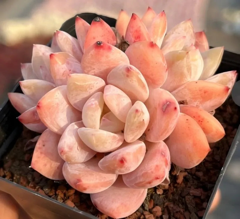 Echeveria succulent rosettes with orange-pink and pale cream leaves