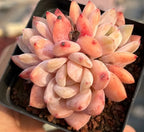 Echeveria succulent cluster in rectangular tray, peach-orange and cream leaf rosettes
