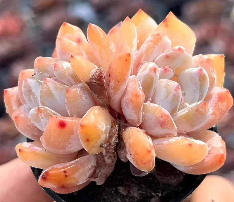 Peach succulent rosette cluster with red-speckled, translucent leaves