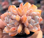Peach succulent two-head rosette cluster with red-speckled translucent leaves, in pot