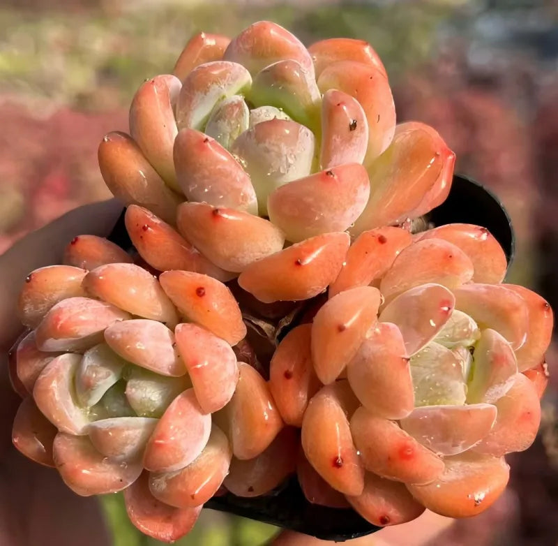 Orange-pink succulent rosette cluster in black pot with pale green centers