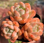Orange-pink succulent rosette cluster in black pot with pale green centers