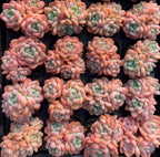 Pink and peach echeveria rosette clusters in tray with pale green centers