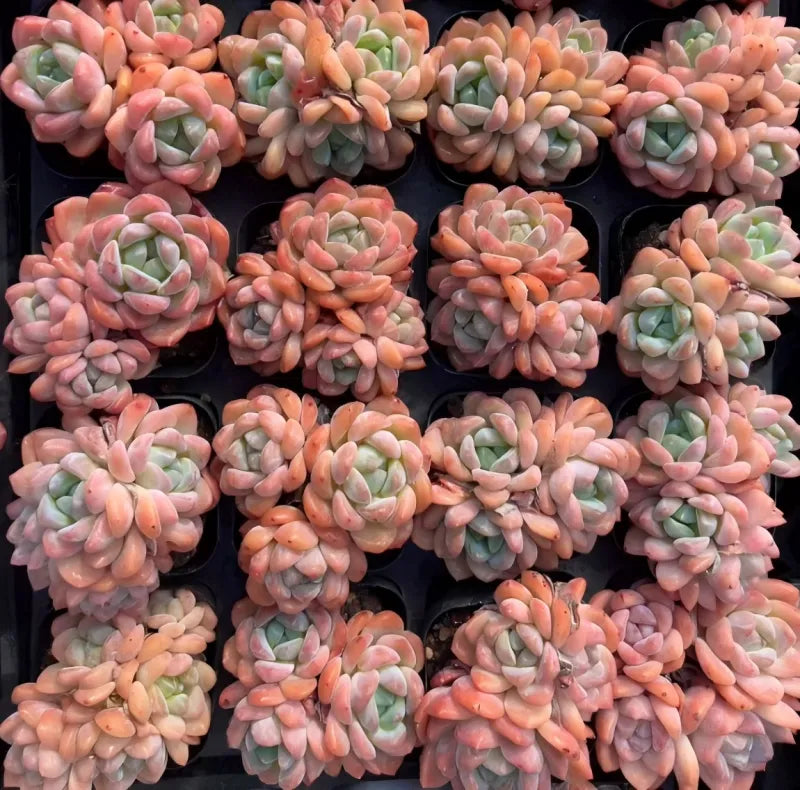 Pink and peach echeveria rosette clusters in tray with pale green centers