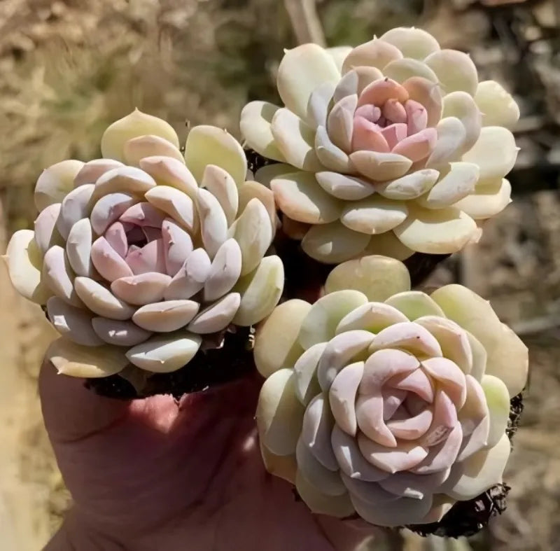 Echeveria rosette succulent trio in small pots, pale cream leaves and pink centers