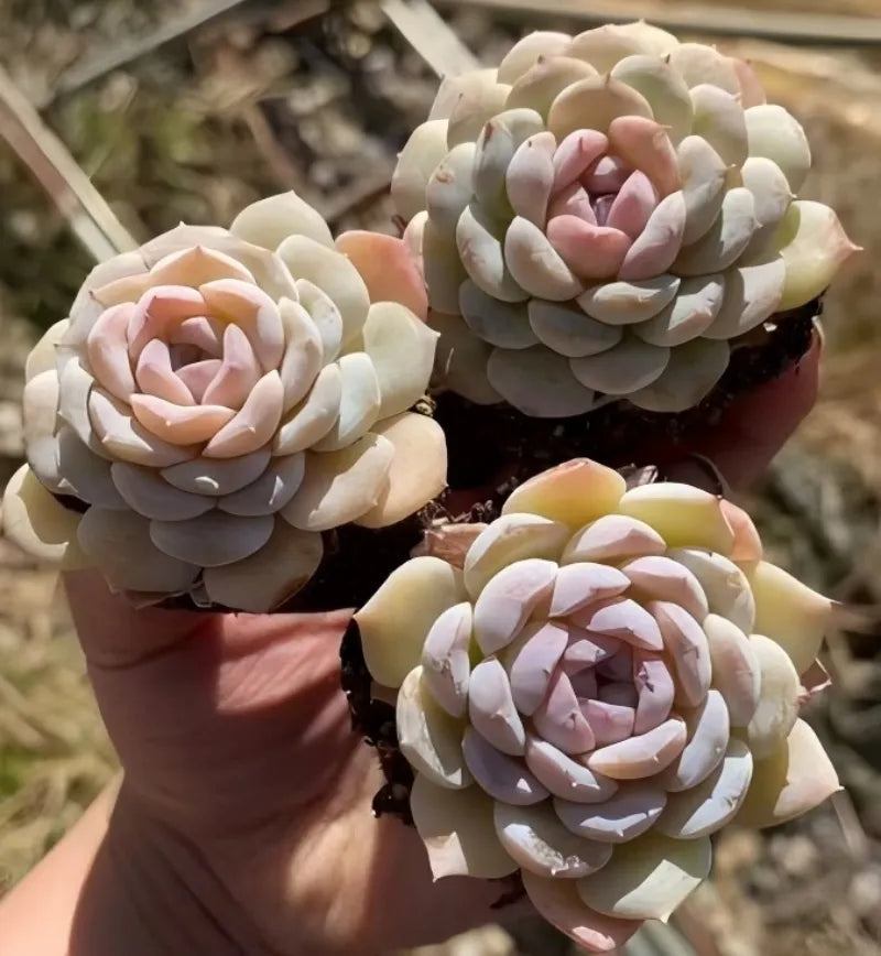 Echeveria rosette succulent with pale cream leaves and pink centers in small pot