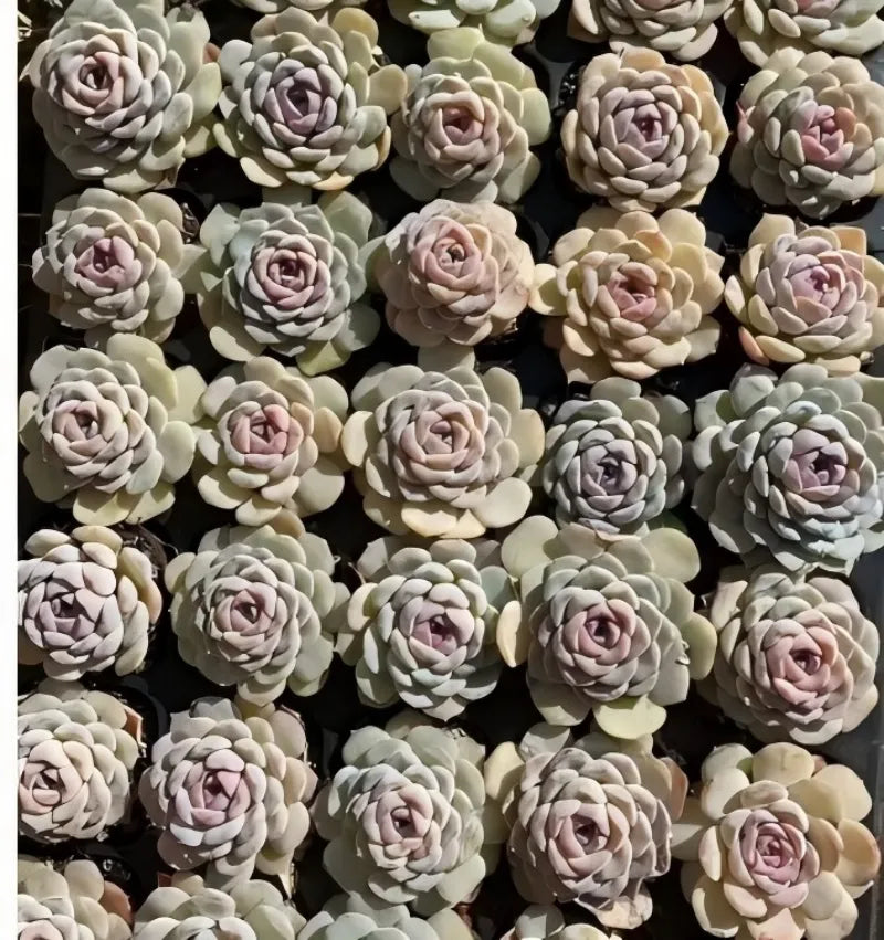 Echeveria rosette cuttings in small pots, pale cream leaves with pink centers