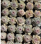 Echeveria rosette cuttings in small pots, pale cream leaves with pink centers