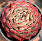 Echeveria succulent rosette, pale green center with pink-red petal tips