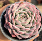 Echeveria succulent rosette with pale green leaves and soft pink outer edges
