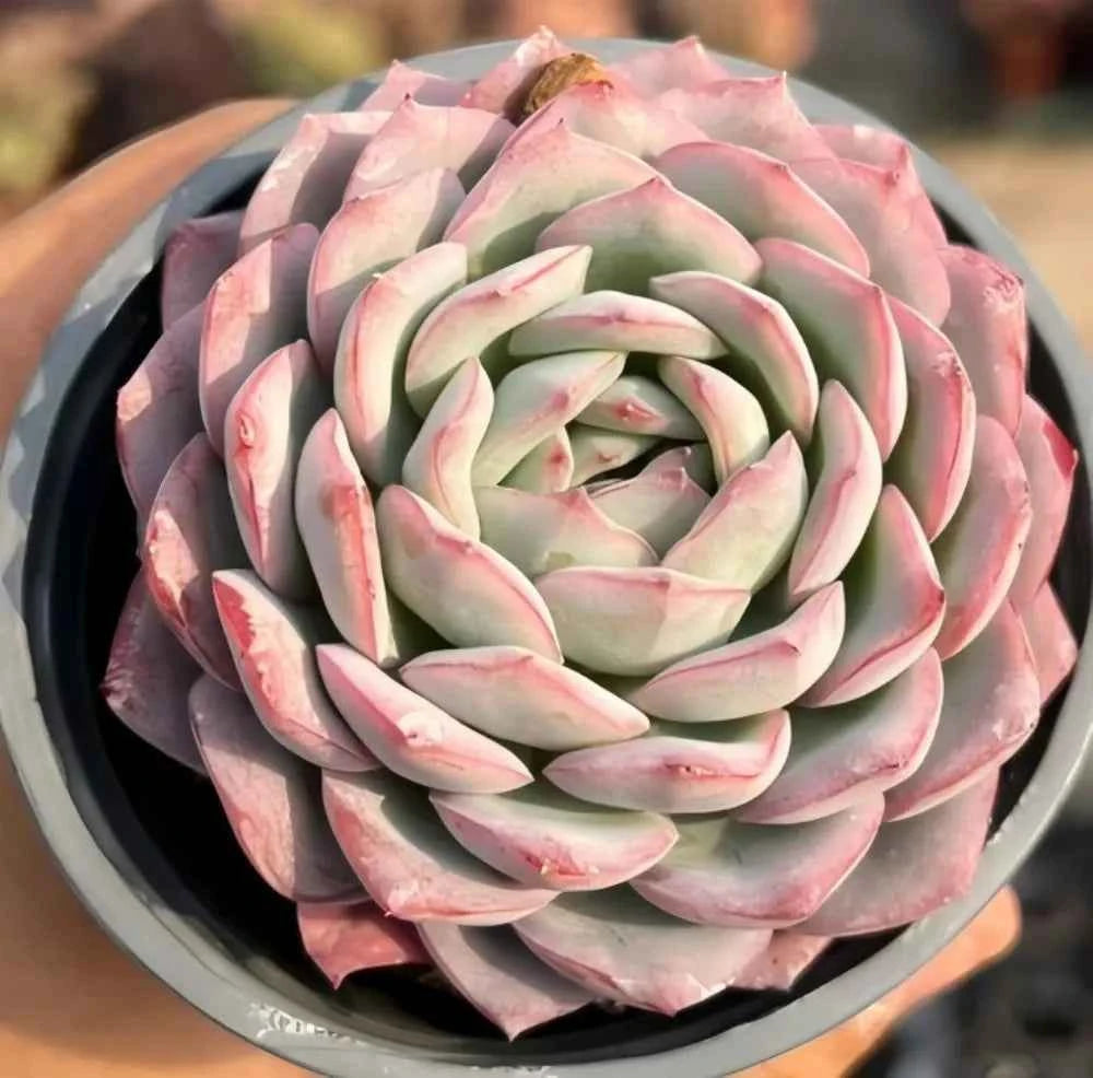 Echeveria succulent rosette with pale green leaves and soft pink outer edges