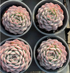 Four Echeveria succulent rosettes in pots, pale green leaves with pink blush tips