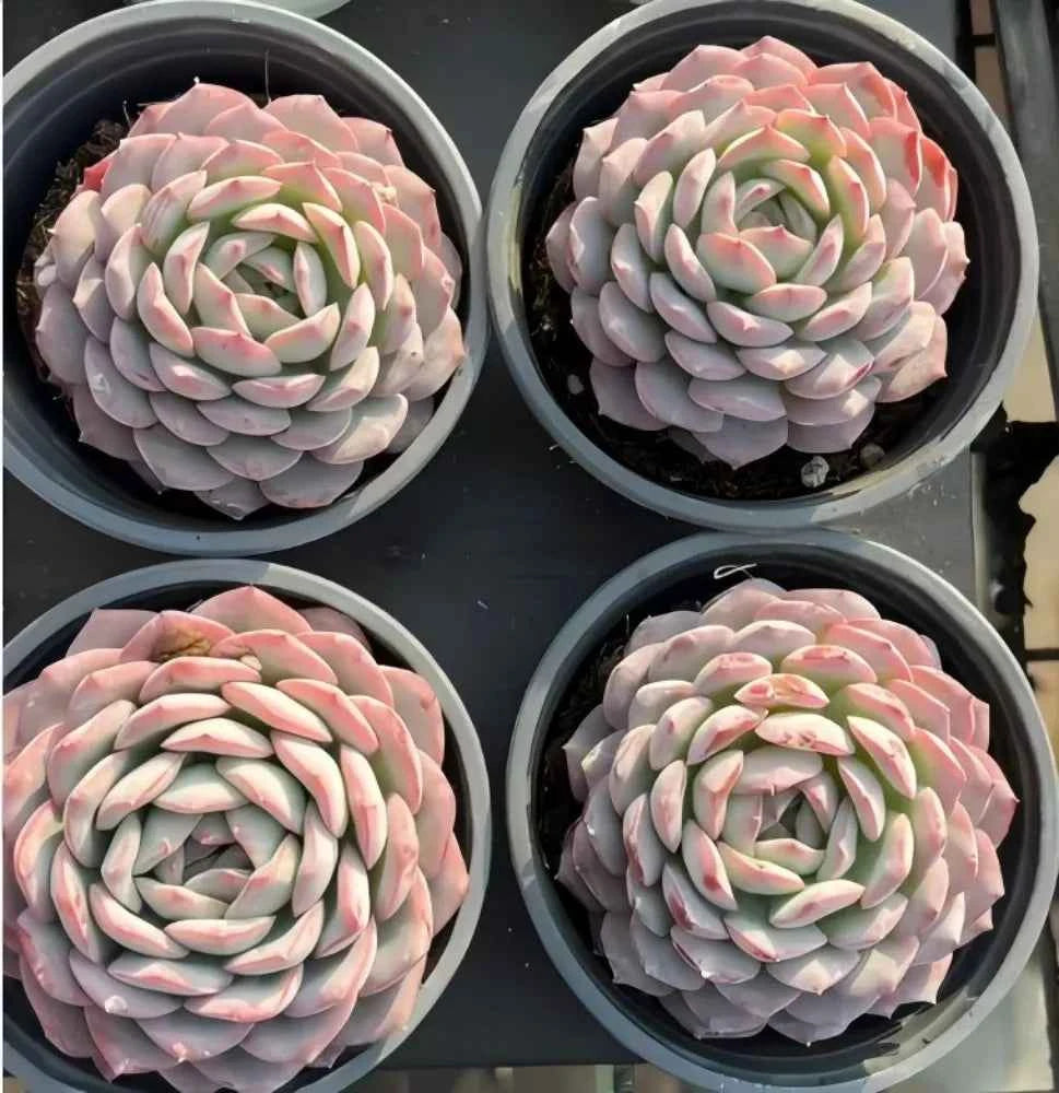 Four Echeveria succulent rosettes in pots, pale green leaves with pink blush tips